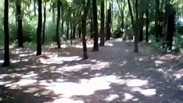 Стих Мой лес ост Восточная