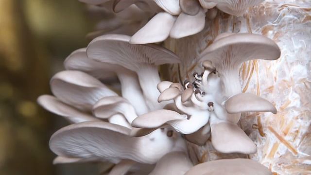 Life Cykel Mushrooms - Garden Gurus