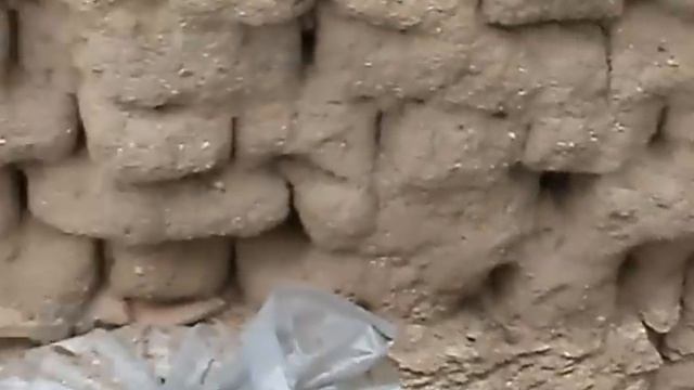 Гъбарник на двора.Отглеждане на гъба кладница.