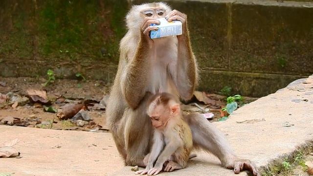Ohh Mom! Baby Leo So Lazy To Let Mom Find Lice | Tree Monkeys EP 60