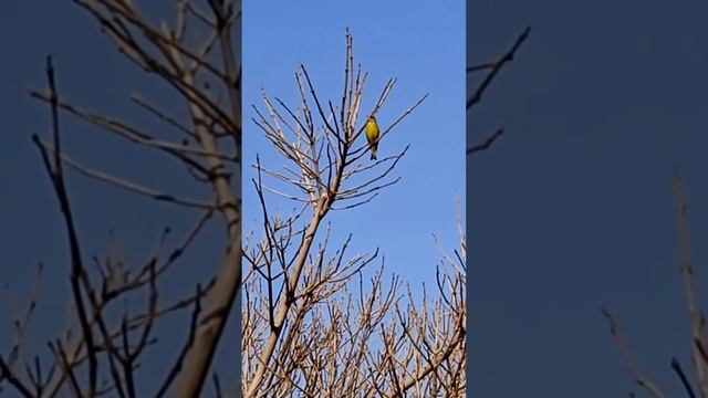 соловей поёт славу Божией Матери