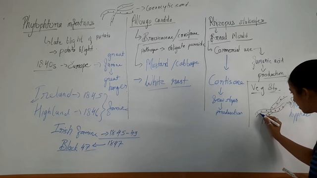 Biological Classification | Phycomycetes | Part 11 | Kingdom Fungi | Class 11 NEET | By SD Mam