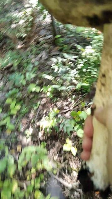 узкоколейка.нехоженые места.глухомань