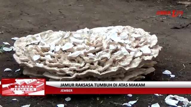 Jamur Raksasa Tumbuh di Atas Makam Warga Patrang