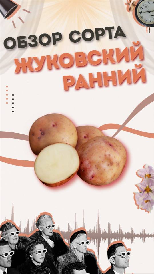 Обзор Сорт ЖУКОВСКИЙ - Семенной картофель АгроХарвест