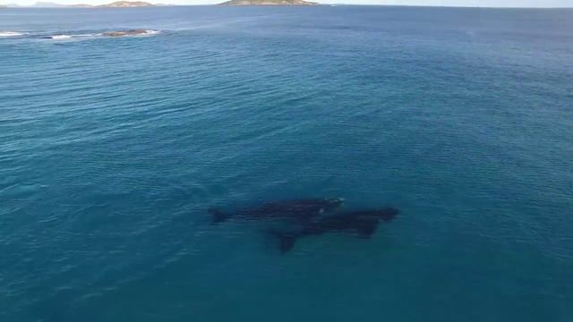 Paddle Boarding with Whales Oxygen Sup