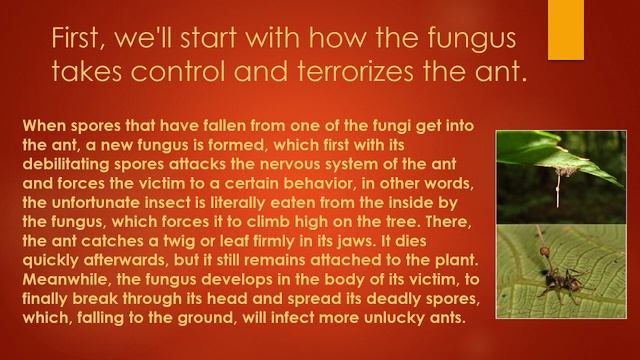 ,,Ophiocordyceps unilateralis'' grzyb atakujący mrówki