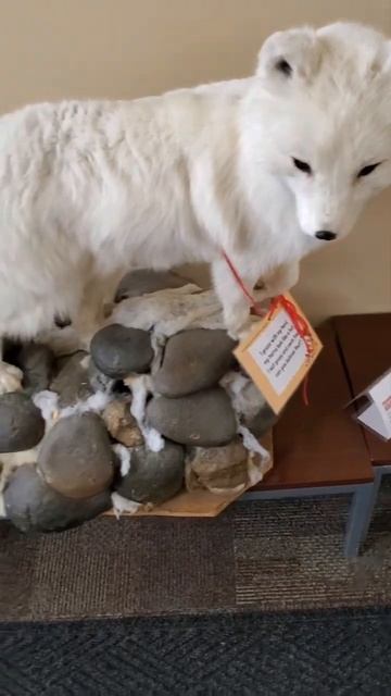 Arctic Fox, Chubbuck Library-Portneuf District Library, East Idaho Chapter-Safari Club Internationa