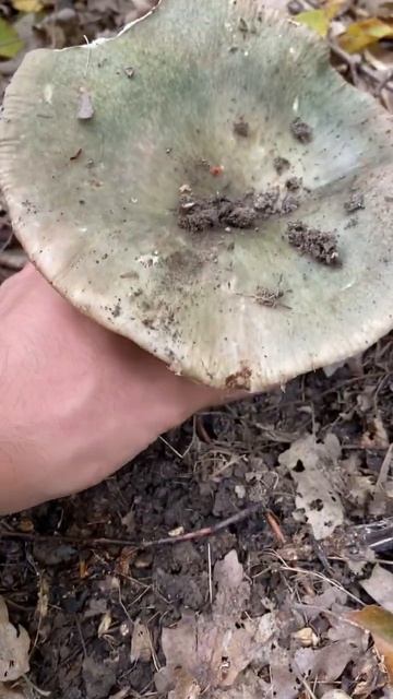 Russula virescens forest mushroom 🍄 #mushroom #forest #shorts