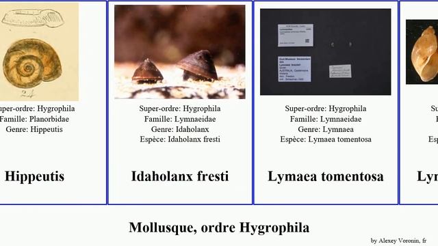 Mollusque, ordre Hygrophila featuring mollusca tomentosa elatior utahensis Physella Rhodacmea Mini