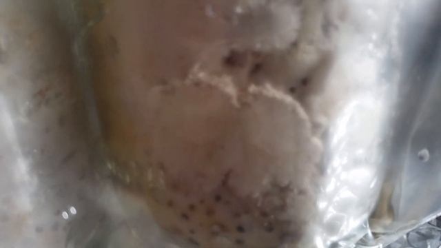 Identify Pinning in Oyster Mushroom Fruiting