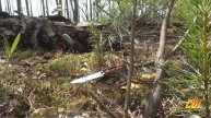 С Харли Квин за лисичками