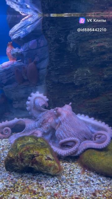 Octopus