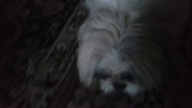 Короче Говоря Собака.