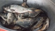 ловля карпа на платике..