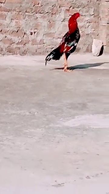 Aseel cock roaming around #shorts#animals world#viral#trending