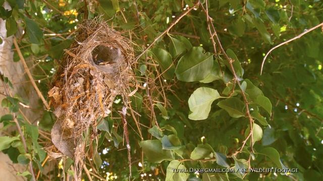 צופית בקן تمير فلسطين/ Palestine Sunbird, Cinnyris osea