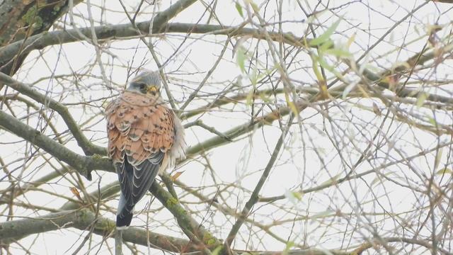 KESTREL HOVERING & HUNTING / Паляванне сокала-пустальгі / Охота сокола-пустельги