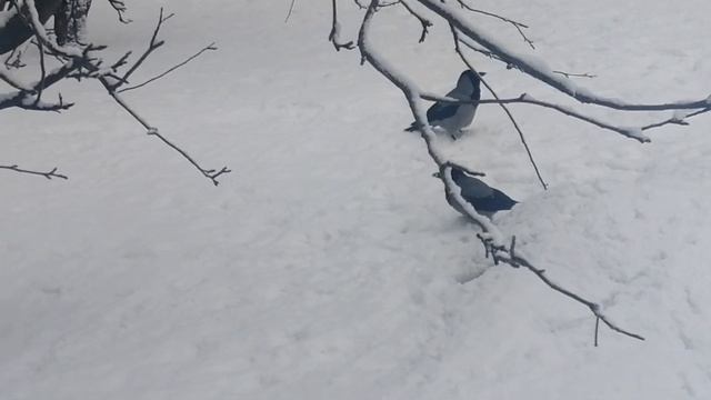 Boss crow. Royal bath in the snow / Ворона босс. Королевская баня