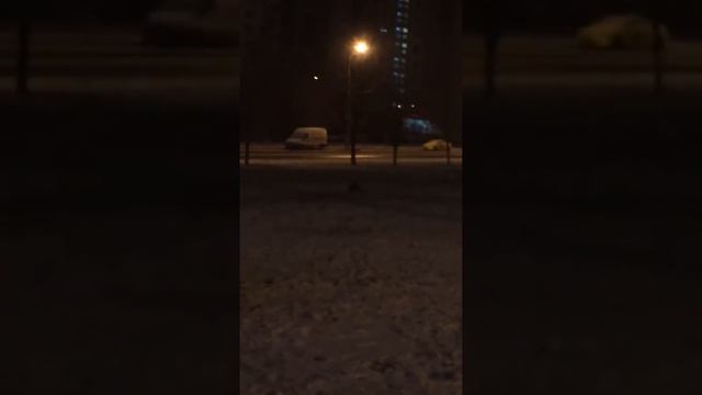 Лисички бегают в Москве.