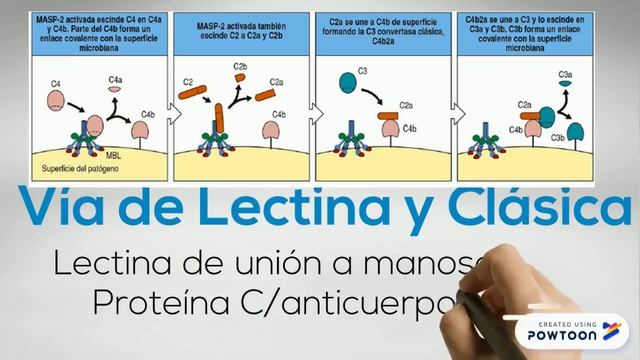 Deficiencia C3-Inmunología