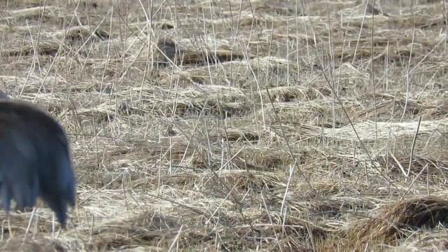 Beluga Slough's Nesting Birds Need our Help