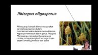 Pemanfaatan Rhizopus oligosporus dalam Pembuatan Tempe