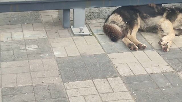 СобАКа ЧеЛЁвЕка Есть!!! Тюлени Остановачный