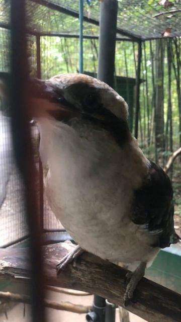 Amazing Laughing Bird  ( kookaburra)