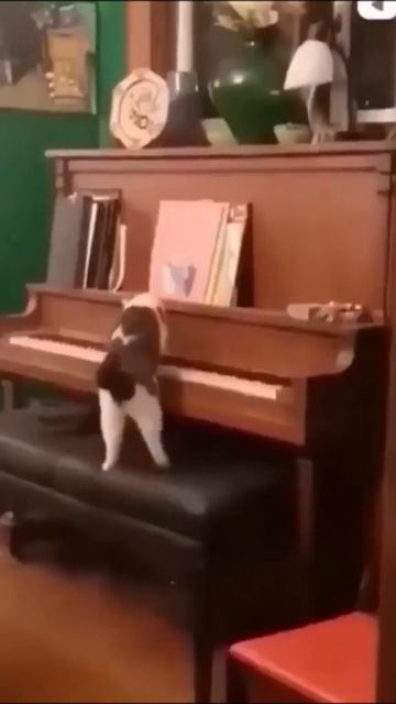 Best Funny Animal Show Ever! Funniest Dogs 🐶 And Cats 😹 - Best Funny Animal Videos 2023 😇 #124