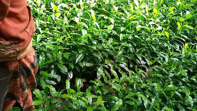 Amani CBO empowering young women on green related business in Mt.Elgon