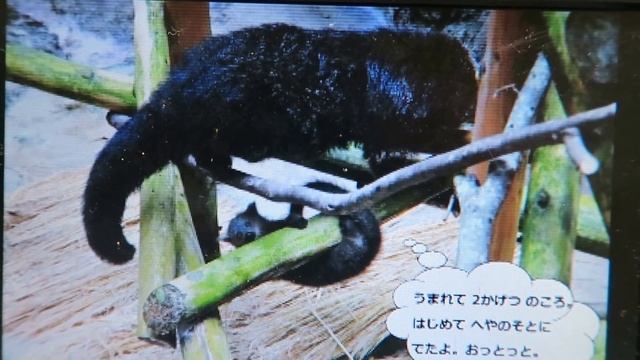 #6 Aug 2017 Binturong at Noichi zoo, Kochi, Japan