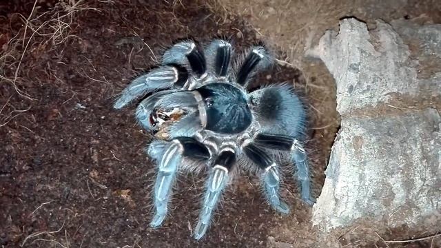 Acanthoscurria musculosa feeding