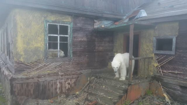 Polar bears on Kolyuchin Island, Chukotka, Russia