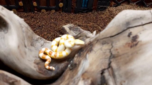 Как растет удав \ how the boa constrictor grows