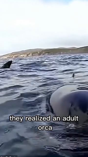 This Orca Asked Humans For Help #shorts