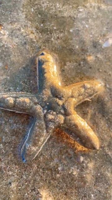 #animallover star fish at Malpe beach