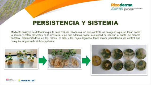 2. Características técnicas de Rizoderma Arroz (Ing. Agr. Gabriel Mina)