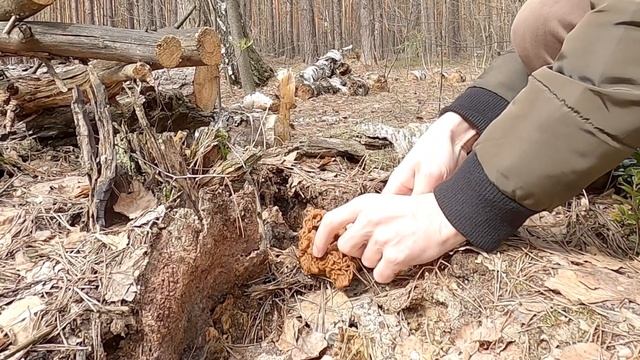 First Spring Mushrooms. What Mushrooms Grow Immediately After Snow. Mushroom Search