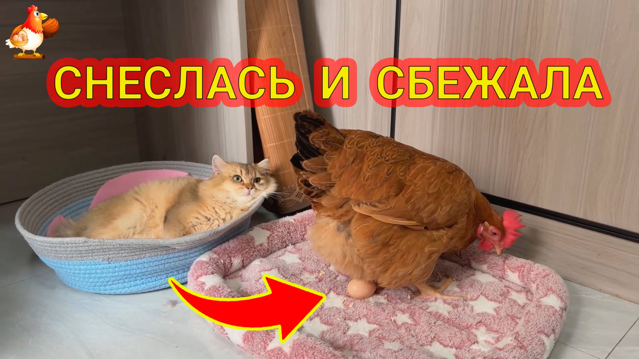 Курица снеслась и смылась ❣️🤗😂