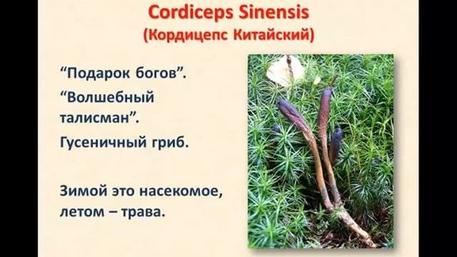 Трансфер фактор плюс мощная поддержка иммунитета