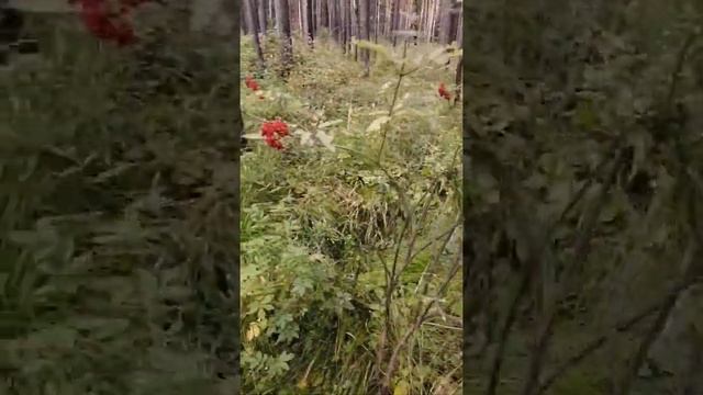 Видеофильм"Взрослый Натуралист!"