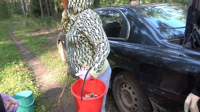 Грибные истории 2020-2