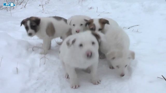 Совещание по отлову безнадзорных собак