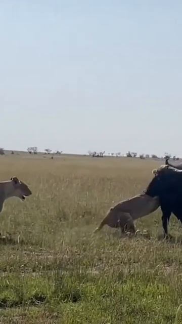 aggressive lion tiger attack buffalo 🐯🦁 🐃#youtubeshorts #cuteanimals #cute #viralvideo