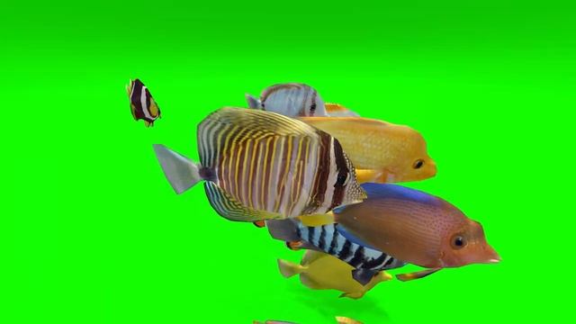 Animated 3D Tropical Fish Green Screen Chromakey