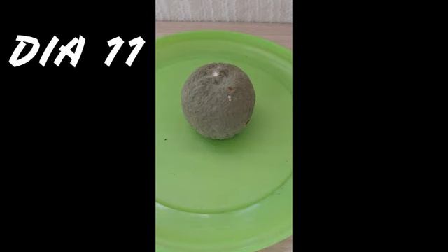 Time Lapse - Alteración microbiana (Mandarina)