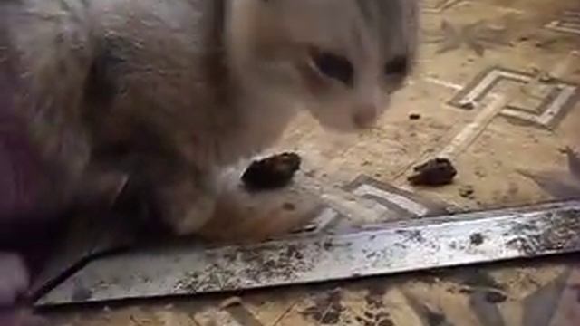 кошка бакся ест грибы