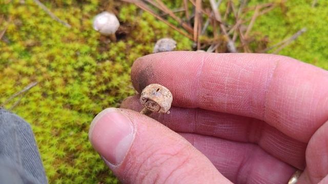 Tulostoma brumale. Una mini seta muy característica. Características del género tulostoma.