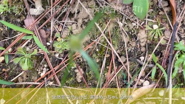 【沖縄食虫植物自生地】ひとりでできるもん！【コモウセンゴケ・イヌタヌキモ】おまけ:東南植物楽園イルミネーション